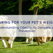 Caring of your pet weight