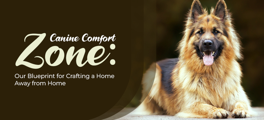 Canine comfort