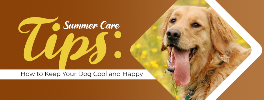 tips for cool and happy dog