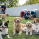 Top 7 Things to Look for in a Dog Boarding Facility. 3 petcare