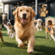 A New Standard in Dog Daycare: Inside a Favorite Pet Boarding Facility 2 Dog Daycare