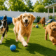 Simple Pet Care Tips Every Dog Owner Should Know 3 simple petcare